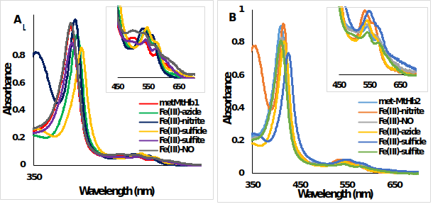UV-Vis spectra of metMtHb1 and metMtHb2 with different ligands. Met form (ferric, Fe(III)-Hb, red line) and the adducts of the reaction between (A) metMtHb1 and (B) metMtHb2 with the ligands (N3-; NO; NO2-; S2- SO3-) recorded in 100 mM phosphate buffer at pH 7.4. Note: There is no reaction between the ferric (Fe(III)-Hb) form of both hemoglobin’s with the ligands NO and SO3-