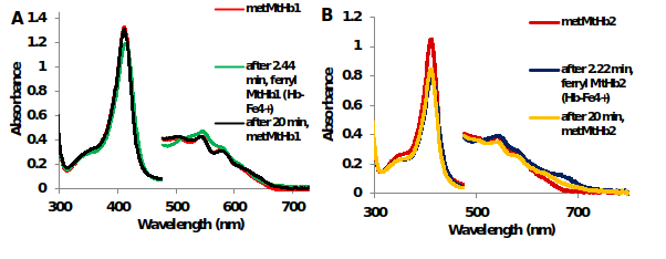 UV-Vis spectra of the reaction between 10μM (A) MtHb1 and (B) MtHb2 with equimolar concentration of H2O2 in 50 mM phosphate buffer at pH 7.4 and 25°C. Generation of ferrylHb (Hb-Fe4+).