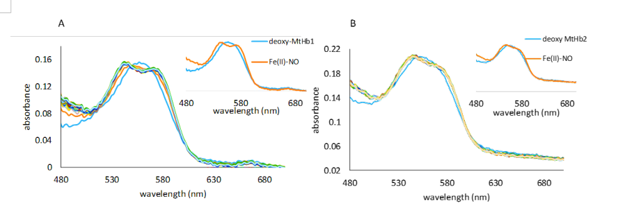 UV-vis spectra collected upon mixing deoxy MtHb1 (A) and deoxy MtHb2 (B) with 933 and 595 µM NO respectively. The spectra were collected in a stopped-flow time scale (2 s), in 100 mM phosphate buffer, pH 7.4. The anaerobical conditions were kept by using protocatechuic acid/protocatechuate dioxygenase system (0.4 mM PCA, 0.13 µM PCD, respectively). Inside: the first and final spectrum of this reaction correspondent to deoxy-MtHb1 and nitrosyl complexes.