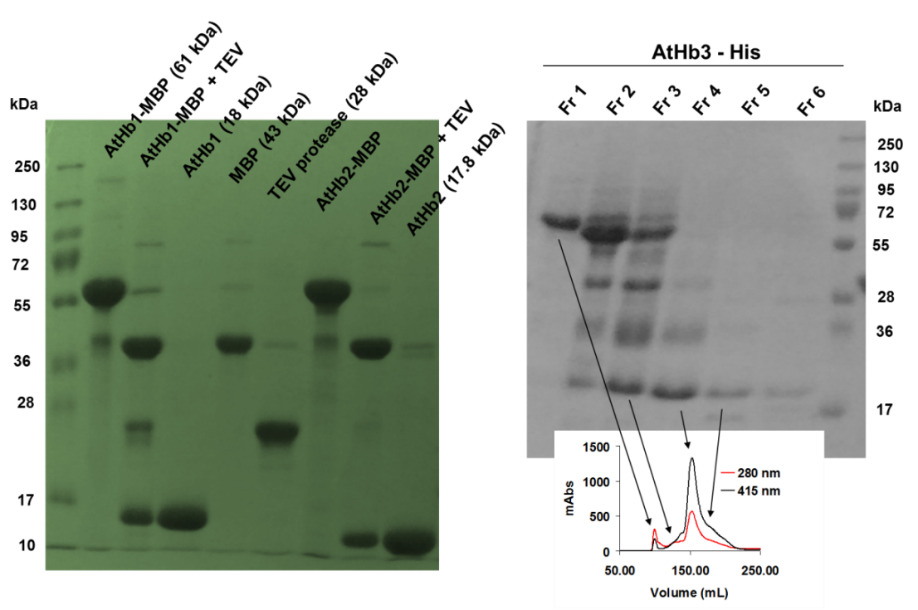 Figure 2. Monitorisation of isolation, cleavage and purification of final pure AtHbs from the fusion protein MBP-Hbs using SDS-PAGE (left panel) and sponatanious crosslinking of AtHb3-His as fractionasid using size exclusion chromatography (right panel).
