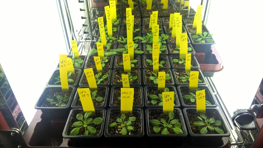Perspective picture of the plant grow chambers in our lab, purchased from the project funds, recently established.
