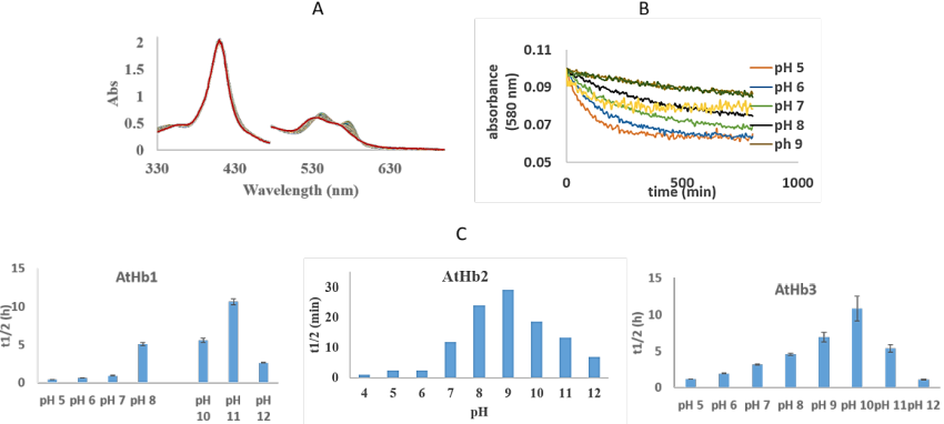 A) UV-vis spectra of the autoxidation rates of AtHb2, at pH 7; B) Time course of the absorbance at 580 nm for AtHb3 autoxidation in different pH; C. Half-life times pH dependency of 8 µM oxy- AtHb1, AtHb2 and AtHb3, in universal buffer (H3BO3, monosodium citrate C6H7NaO7, TAPS, Na2HPO4), at room temperature.