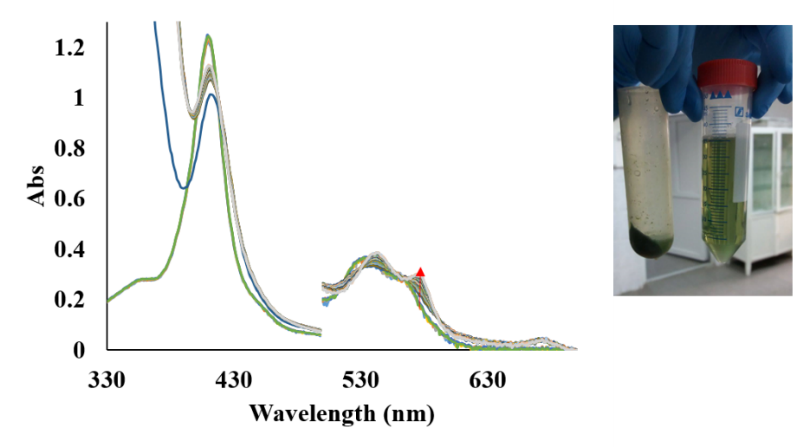 Right: UV-vis spectra for the reduction of met AtHb2 to oxy AtHb2 in the presence of leaves extract and 1 mM NaDH. Left: A. thaliana leaves extract.