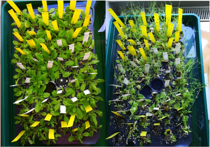 The five Arabidopsis thalian plants on the left the first day, on the right after 30 days soil submersion under water.