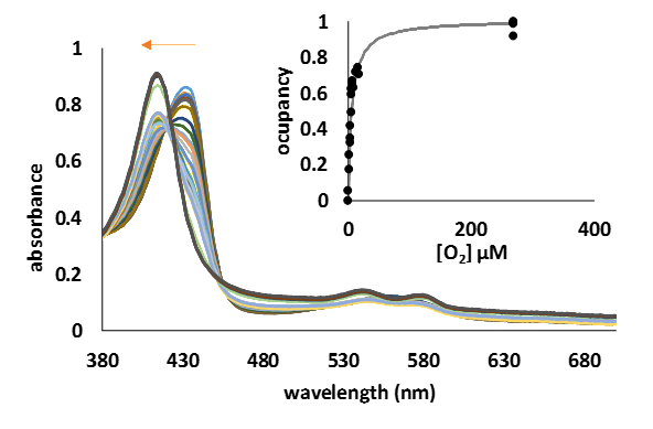 UV-Vis spectra of the transformation of deoxyMtHb1 (10 µM) to the oxy form by the addition step by step of various amount of oxygen. Inside: one side binding plot for MtHb1; the curve was constructed using the absorbance at 432 nm, absorbance specific for the deoxy form.