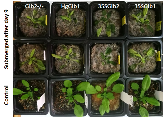 Some representative plants for each tested genetic lines after day 9th submergence and the control (untreated).