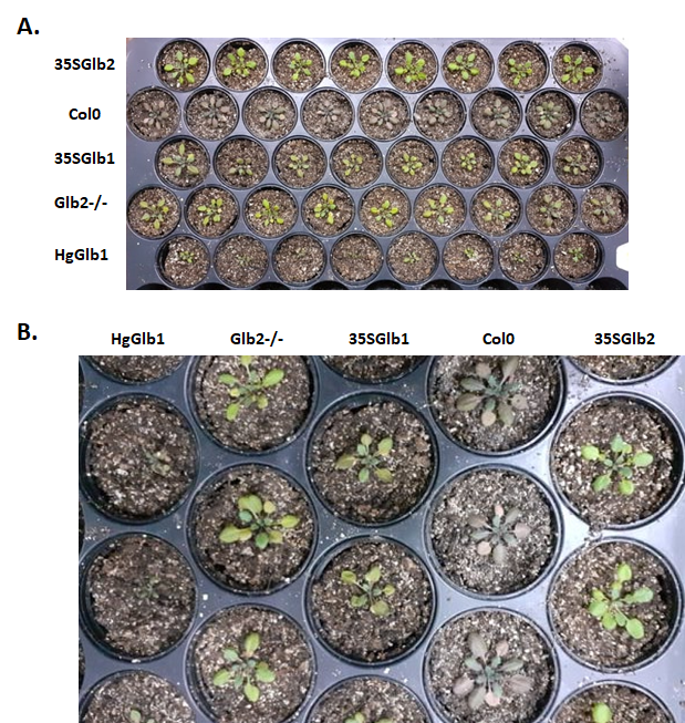 The water-deficit stress plants (after 9 days of stopping the watering of the plants) of the studied. Col0- wild type, 35SGlb1,2-overexprising nsHbs, HgGlb1 and 2-/- are the two mutants for the nsHbs1 and 2, respectively.