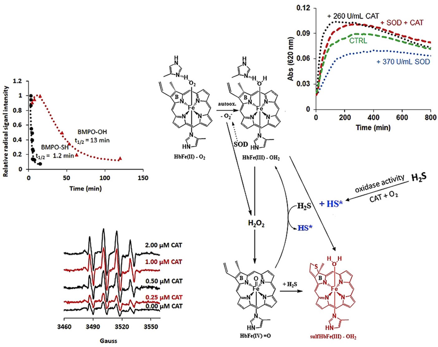 EPR detection of sulfanyl radical during sulfhemoglobin formation – Influence of catalase – ScienceDirect